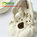 SKULL08 (12334) Modèle de mini crâne avec la valeur artistique, modèle de jeu de main, modèle précis de crâne anatomique pour la science médicale